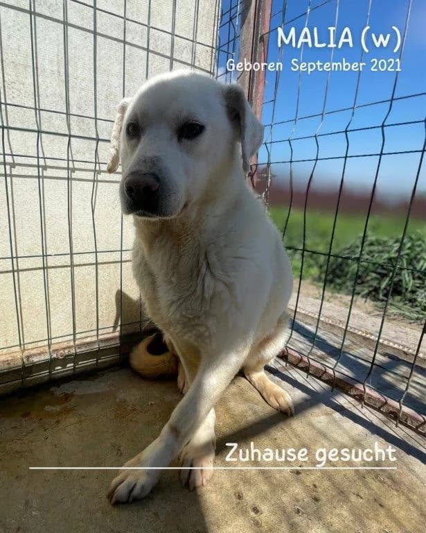 Malia (w), 5yo Mixed Breed for adoption at Tiernothilfe Casa Katharina e.V., Nürnberg