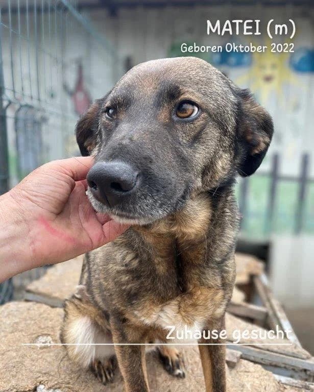 Matei (m), male Mixed Breed for adoption at Tiernothilfe Casa Katharina e.V., Nürnberg