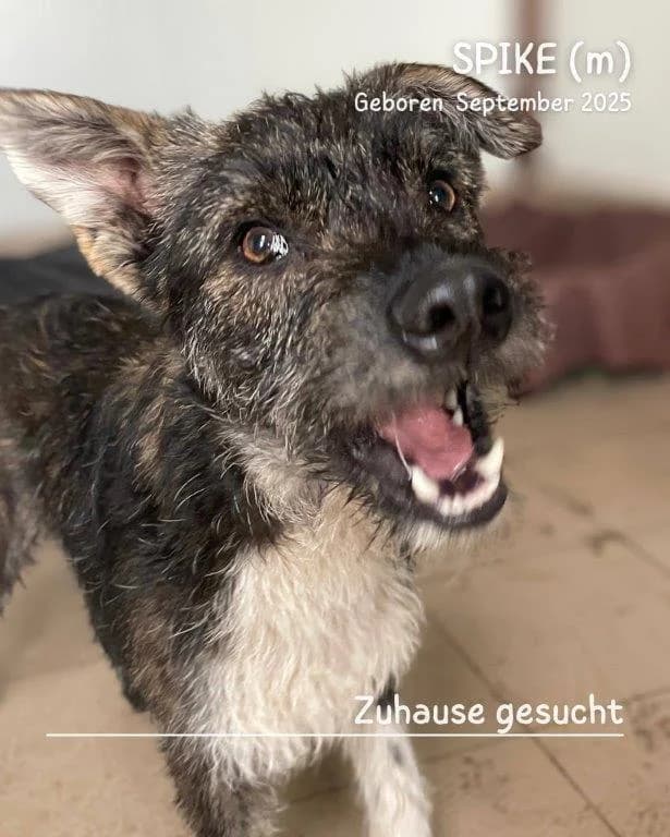 Spike (m), young Mixed Breed for adoption at Tiernothilfe Casa Katharina e.V., Nürnberg