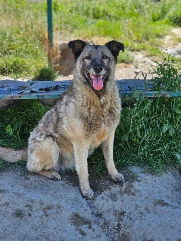 Rori (w), Mixed Breed for adoption at Tiernothilfe Casa Katharina e.V., Nürnberg