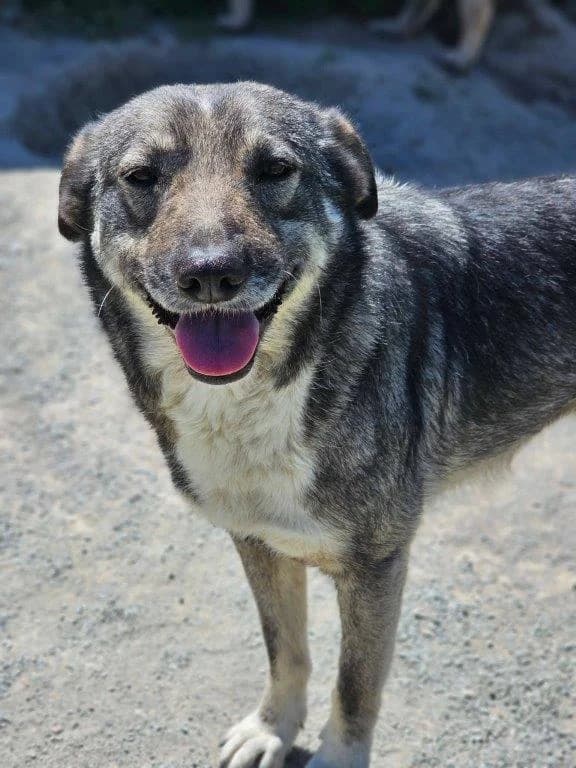 Peggy (w), Mixed Breed for adoption at Tiernothilfe Casa Katharina e.V., Nürnberg
