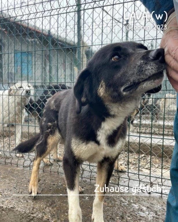 Lava (w), schwarz female 3yo Mixed Breed for adoption at Tiernothilfe Casa Katharina e.V., Nürnberg