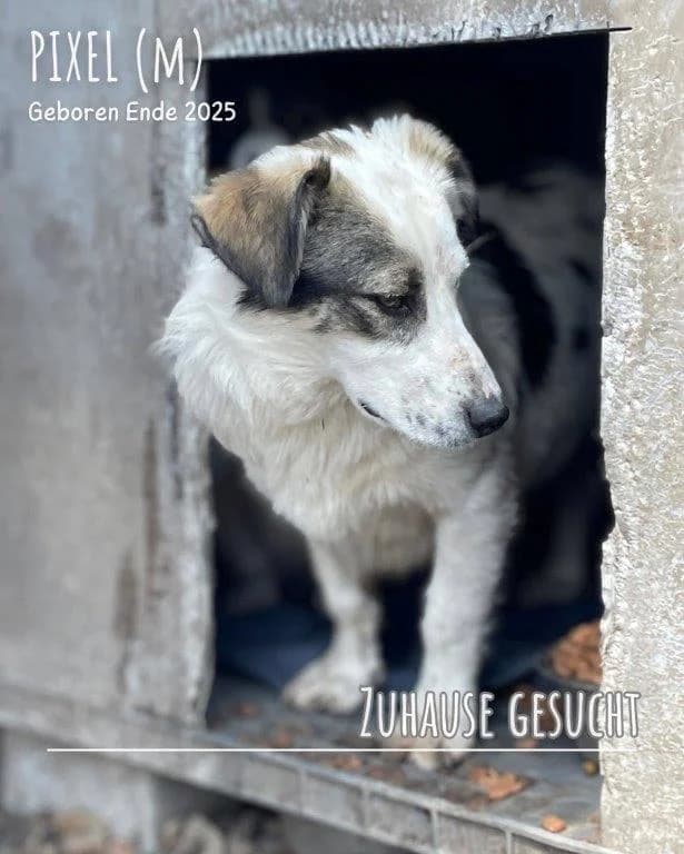 Pixel (m), puppy Mixed Breed for adoption at Tiernothilfe Casa Katharina e.V., Nürnberg