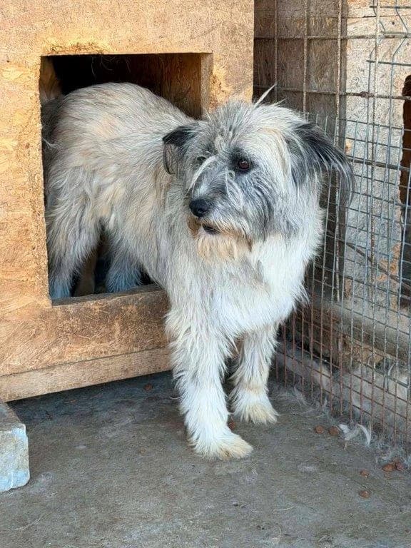 Lumina (w), female 3yo Mixed Breed for adoption at Tiernothilfe Casa Katharina e.V., Nürnberg