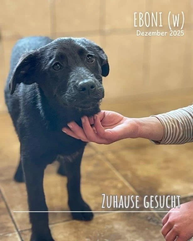 Eboni (w), female young Mixed Breed for adoption at Tiernothilfe Casa Katharina e.V., Nürnberg