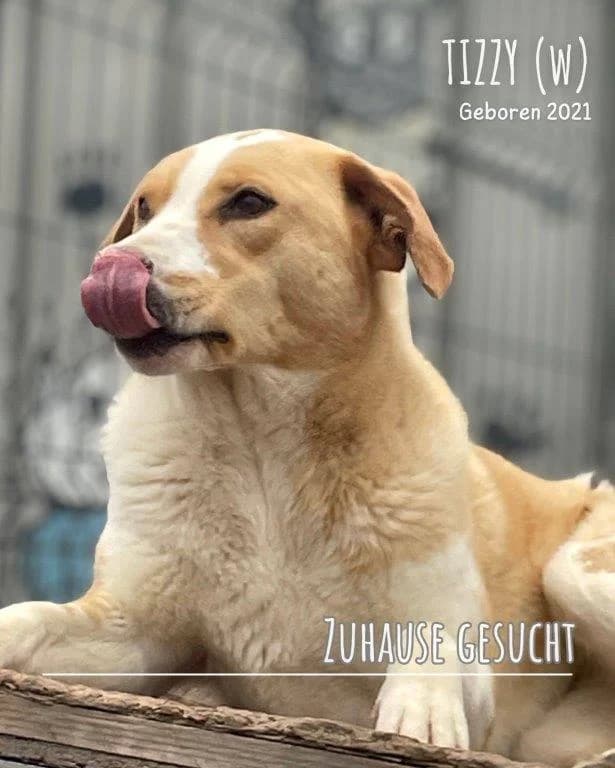 Tizzy (w), female puppy Mixed Breed for adoption at Tiernothilfe Casa Katharina e.V., Nürnberg