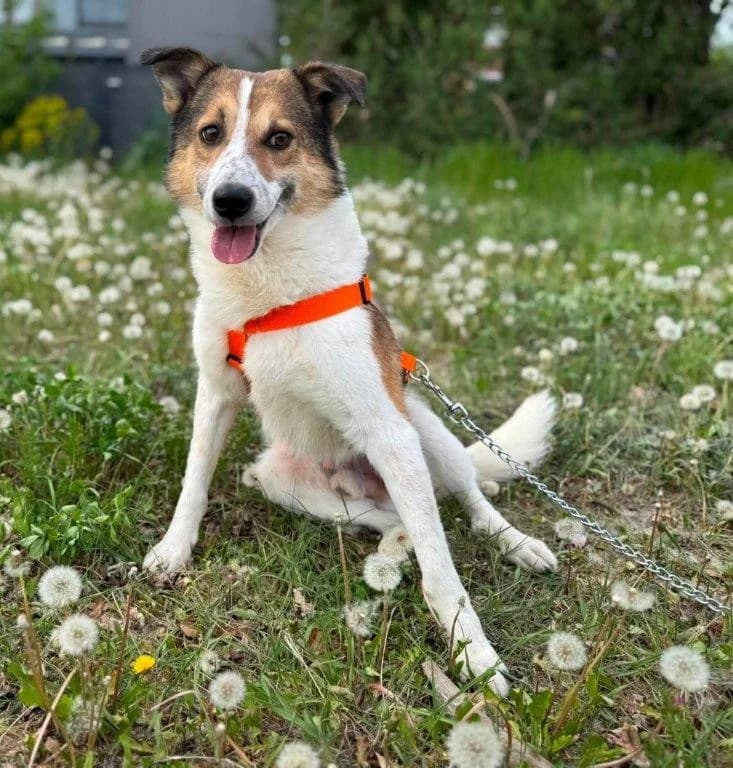 Jamie (m), male senior Mixed Breed for adoption at Tiernothilfe Casa Katharina e.V., Nürnberg