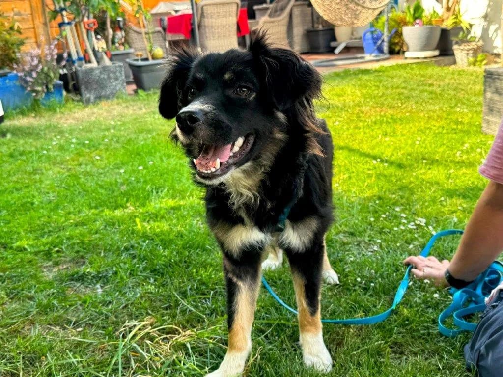 Aiden (w), male Mixed Breed for adoption at Tiernothilfe Casa Katharina e.V., Nürnberg