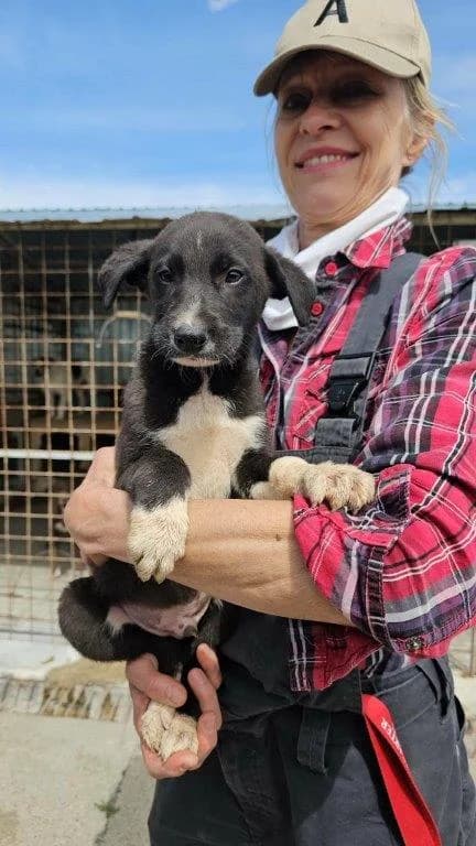 Berry (m), Mixed Breed for adoption at Tiernothilfe Casa Katharina e.V., Nürnberg