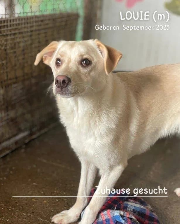 Louie (m), male young Mixed Breed for adoption at Tiernothilfe Casa Katharina e.V., Nürnberg