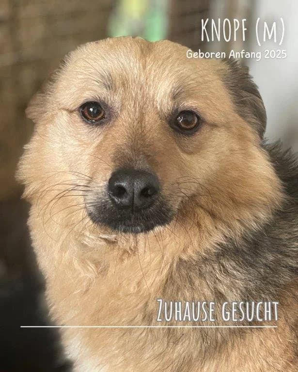 Knopf (m), male Mixed Breed for adoption at Tiernothilfe Casa Katharina e.V., Nürnberg