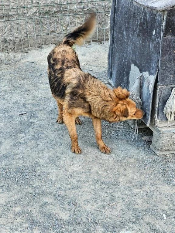 Thalia (w), puppy Mixed Breed for adoption at Tiernothilfe Casa Katharina e.V., Nürnberg