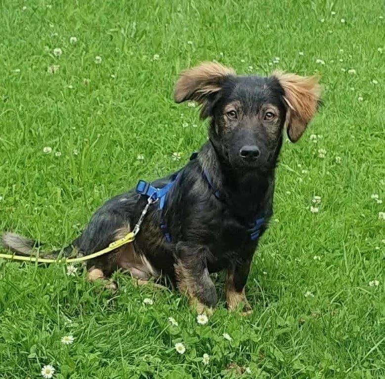 Banjo (m), female puppy Mixed Breed for adoption at Tiernothilfe Casa Katharina e.V., Nürnberg