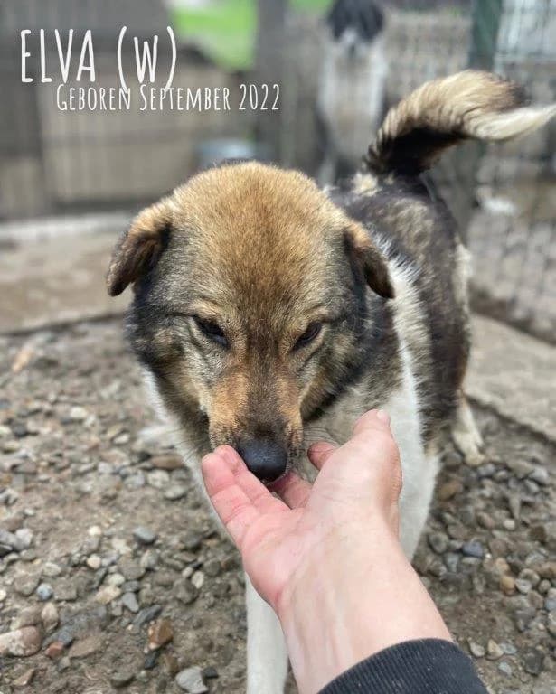 Elva (w), female 4yo Mixed Breed for adoption at Tiernothilfe Casa Katharina e.V., Nürnberg