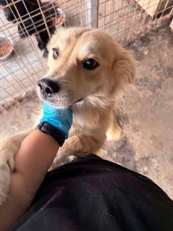 Hank (m), 3yo Mixed Breed for adoption at Tiernothilfe Casa Katharina e.V., Nürnberg