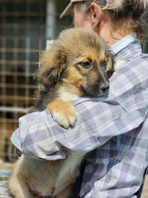 Scottie (m), Mixed Breed for adoption at Tiernothilfe Casa Katharina e.V., Nürnberg