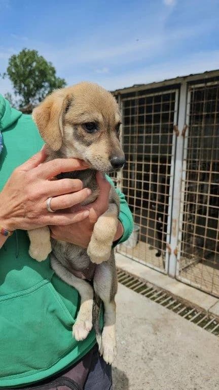 Leonie (w), Mixed Breed for adoption at Tiernothilfe Casa Katharina e.V., Nürnberg