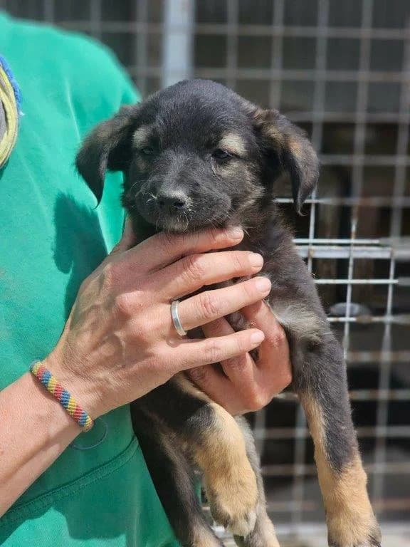 Maira (w), Mixed Breed for adoption at Tiernothilfe Casa Katharina e.V., Nürnberg