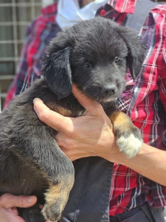Ilana (w), Mixed Breed for adoption at Tiernothilfe Casa Katharina e.V., Nürnberg