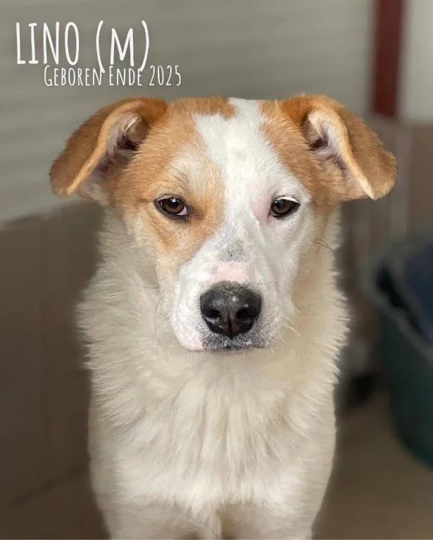 Lino (m), puppy Mixed Breed for adoption at Tiernothilfe Casa Katharina e.V., Nürnberg