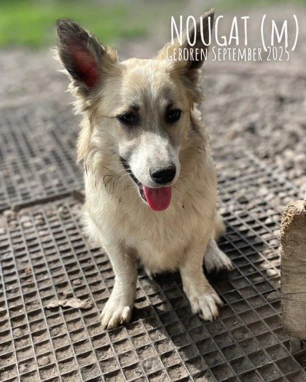 Nougat (m), male young Mixed Breed for adoption at Tiernothilfe Casa Katharina e.V., Nürnberg