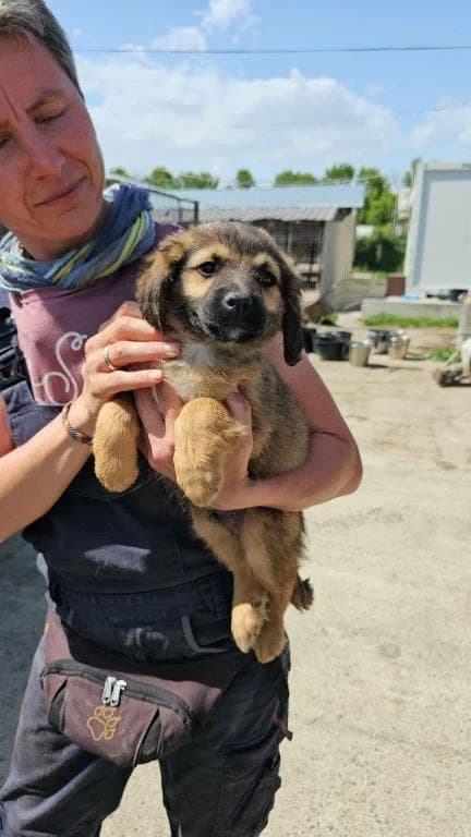 Hendrix (m), Mixed Breed for adoption at Tiernothilfe Casa Katharina e.V., Nürnberg