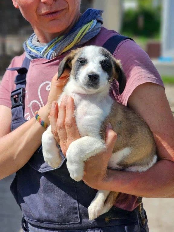 Yolli (w), Mixed Breed for adoption at Tiernothilfe Casa Katharina e.V., Nürnberg