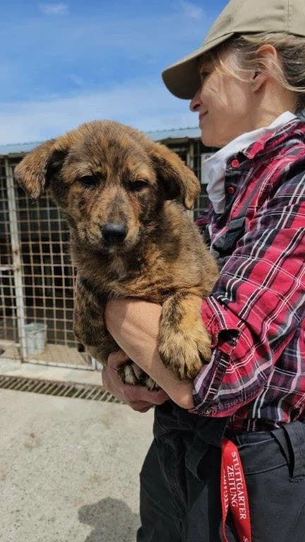 Tonia (w), Mixed Breed for adoption at Tiernothilfe Casa Katharina e.V., Nürnberg