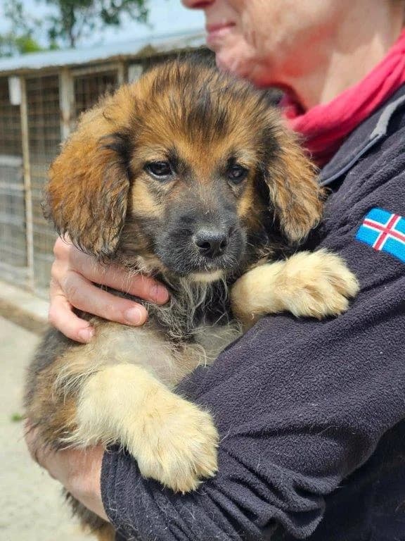 Floyd (m), Mixed Breed for adoption at Tiernothilfe Casa Katharina e.V., Nürnberg