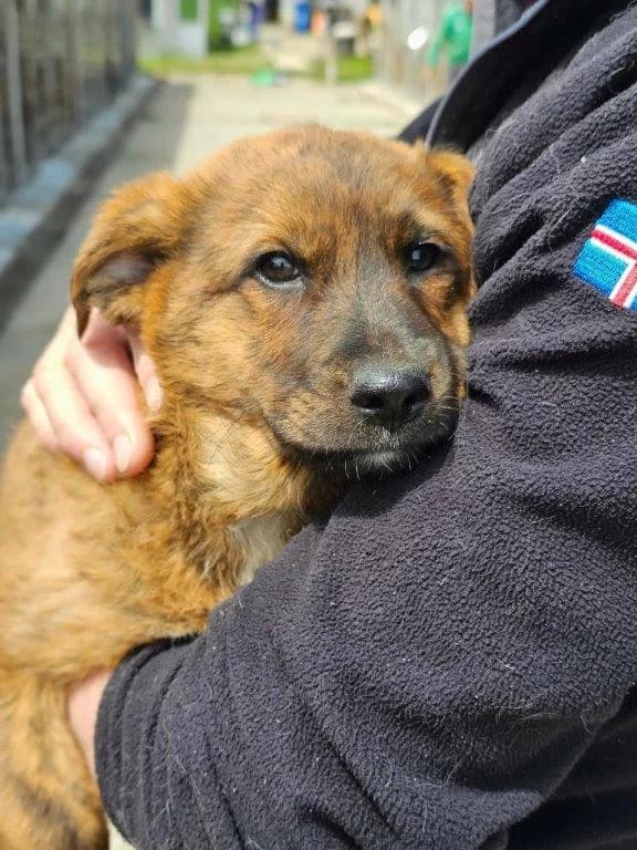 Tiago (m), Mixed Breed for adoption at Tiernothilfe Casa Katharina e.V., Nürnberg