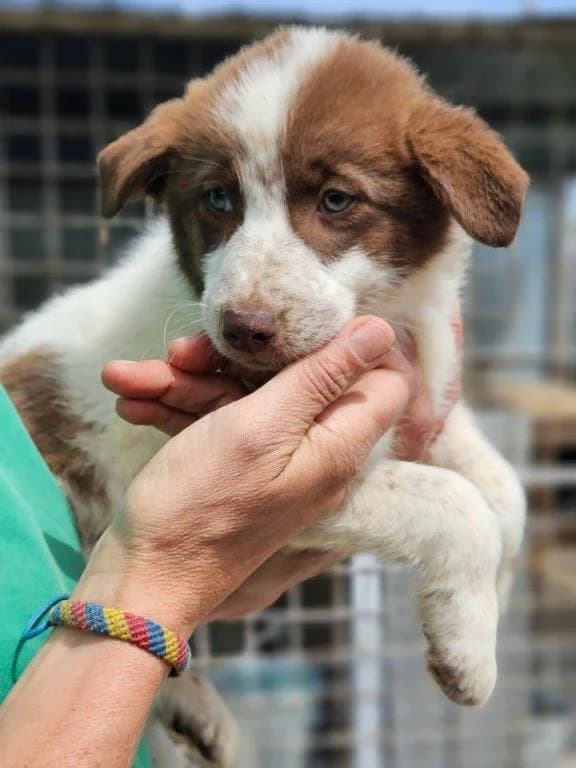 Lea (w) –, Mixed Breed for adoption at Tiernothilfe Casa Katharina e.V., Nürnberg