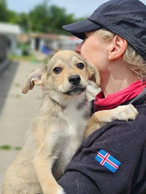 Ramon (m), Mixed Breed for adoption at Tiernothilfe Casa Katharina e.V., Nürnberg