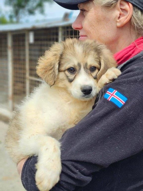 Cliff (m), Mixed Breed for adoption at Tiernothilfe Casa Katharina e.V., Nürnberg