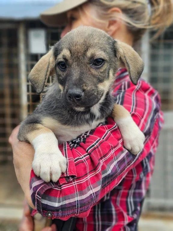 Alex (m), Mixed Breed for adoption at Tiernothilfe Casa Katharina e.V., Nürnberg