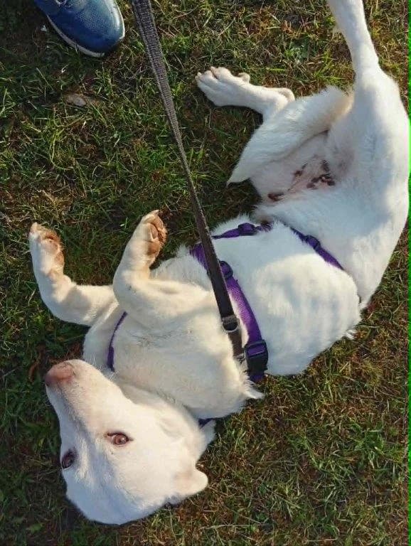 Evi (w), female young Mixed Breed for adoption at Tiernothilfe Casa Katharina e.V., Nürnberg