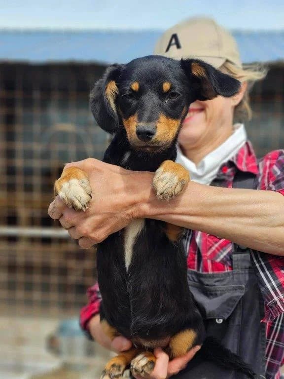 Mara (w), Mixed Breed for adoption at Tiernothilfe Casa Katharina e.V., Nürnberg