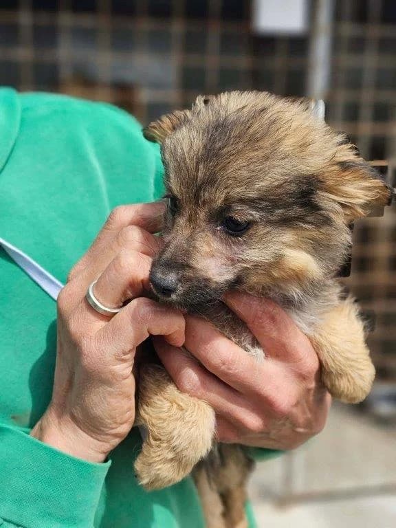 Krümel (m), Mixed Breed for adoption at Tiernothilfe Casa Katharina e.V., Nürnberg