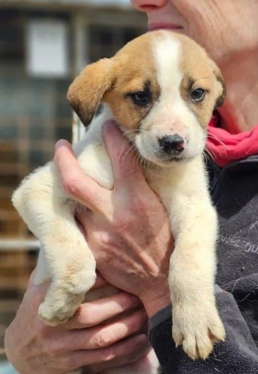 Paula (w), Mixed Breed for adoption at Tiernothilfe Casa Katharina e.V., Nürnberg