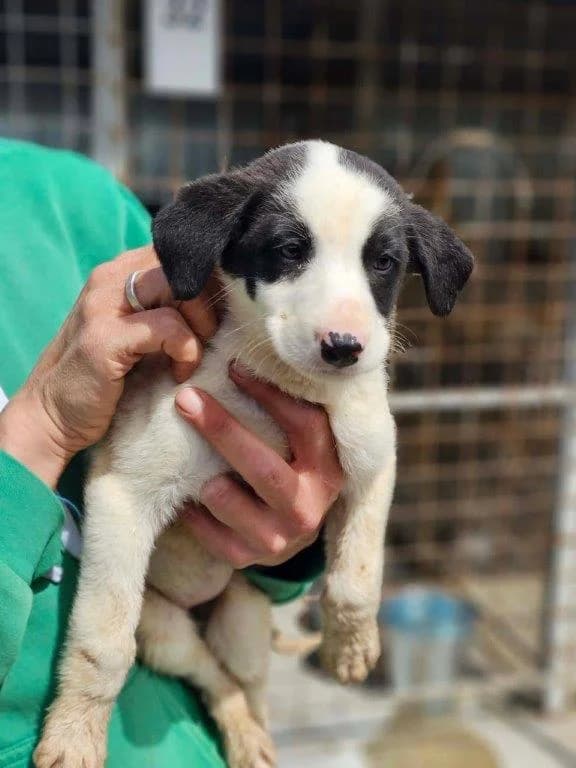 Peety (m), Mixed Breed for adoption at Tiernothilfe Casa Katharina e.V., Nürnberg