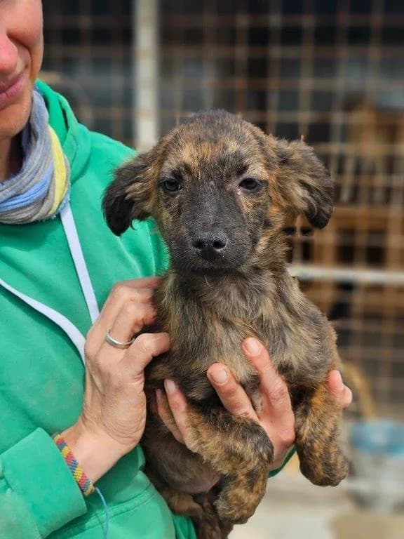 Flecki (m), Mixed Breed for adoption at Tiernothilfe Casa Katharina e.V., Nürnberg