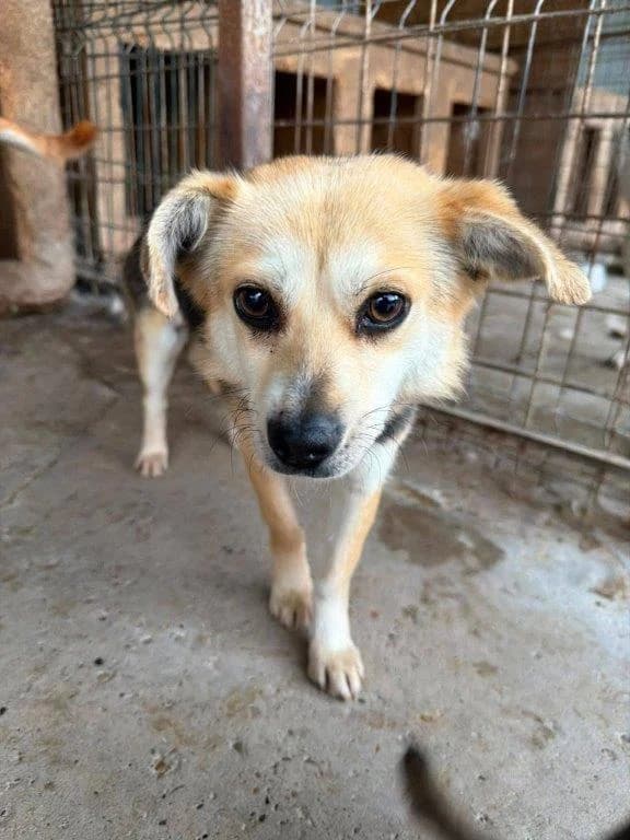 Ricka (w) –, female 3yo Mixed Breed for adoption at Tiernothilfe Casa Katharina e.V., Nürnberg