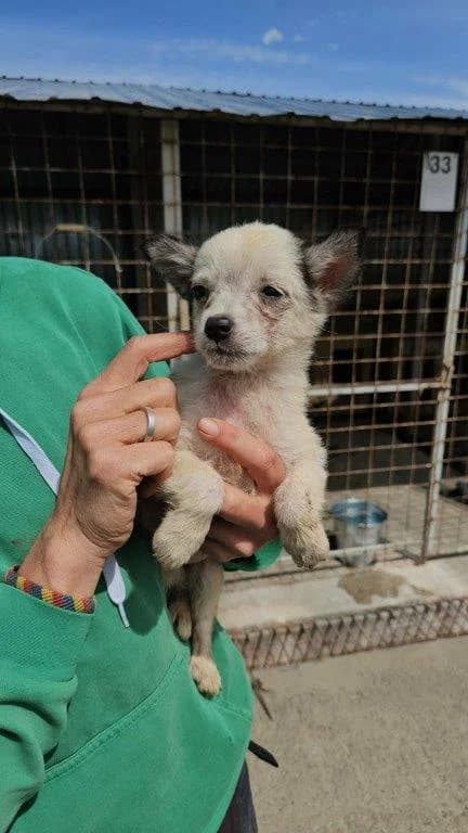 Manou (w), Mixed Breed for adoption at Tiernothilfe Casa Katharina e.V., Nürnberg