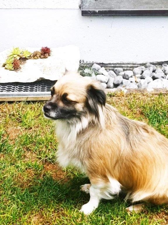 Coco (Paula) (w), female 5yo Mixed Breed for adoption at Tiernothilfe Casa Katharina e.V., Nürnberg