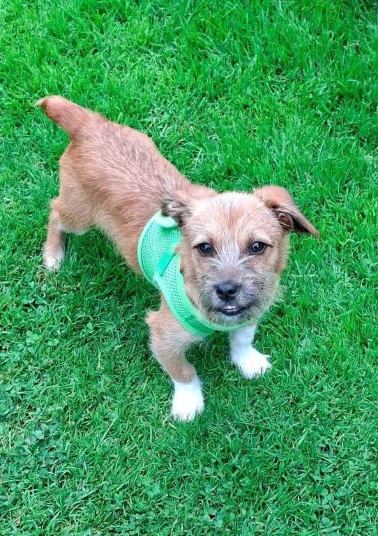 Dina (w), female puppy Mixed Breed for adoption at Tiernothilfe Casa Katharina e.V., Nürnberg