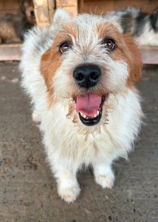 Smiley (m), 6yo Mixed Breed for adoption at Tiernothilfe Casa Katharina e.V., Nürnberg
