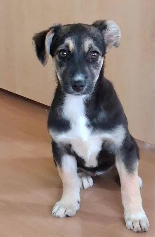 Piri (w), puppy Mixed Breed for adoption at Tiernothilfe Casa Katharina e.V., Nürnberg