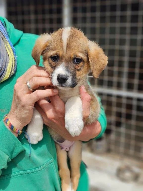 Pepito (m), Mixed Breed for adoption at Tiernothilfe Casa Katharina e.V., Nürnberg