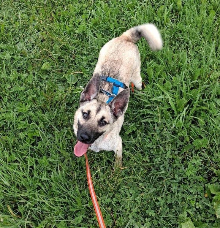 Patrik (m), young Mixed Breed for adoption at Tiernothilfe Casa Katharina e.V., Nürnberg
