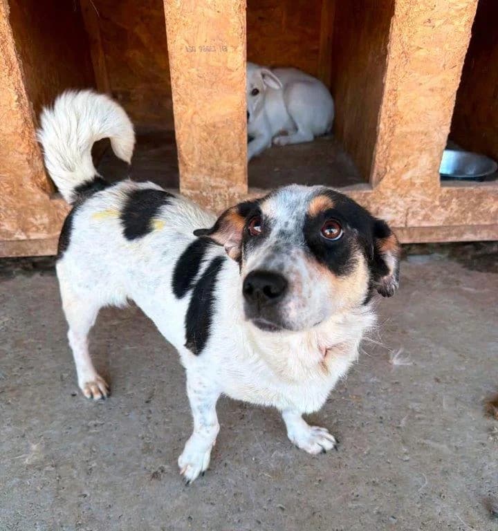 Mayla (w), female 3yo Mixed Breed for adoption at Tiernothilfe Casa Katharina e.V., Nürnberg