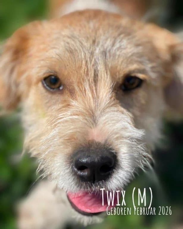 Twix (m), male puppy Mixed Breed for adoption at Tiernothilfe Casa Katharina e.V., Nürnberg